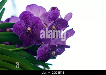 Blaue Orchideenblüten unter Sonnenschein sehen aus wie lila Orchidee. Vanda coerulea, blauer Vanda oder Herbst, Vanda coerulea Griff. Ex Lindl. Stockfoto