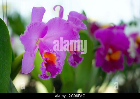 Isolierte rosa Farbe Blumen blühenden Strauß. Wilde cattleya Orchideenpflanze, die im Topf für Hauptpflege wächst. Stockfoto