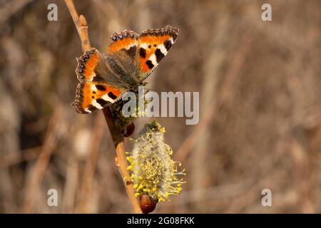 Schmetterling aus der Nähe einer Blume. Urtikaria. Blühende Weide im frühen Frühjahr. Stockfoto