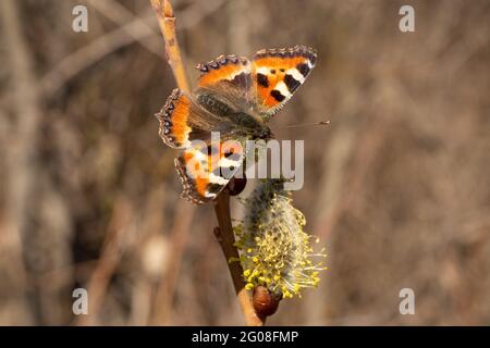 Schmetterling aus der Nähe einer Blume. Urtikaria. Blühende Weide im Frühling. Stockfoto