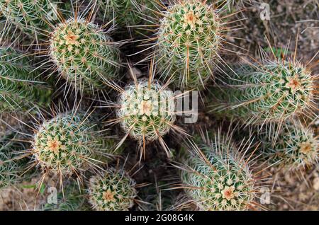 Igelkaktus mit rosa Blüten (Echinocereus fasciculatus) Stockfoto