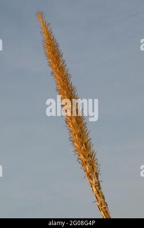 Wüstenlöffel (Dasylirion wheeleri) Stockfoto