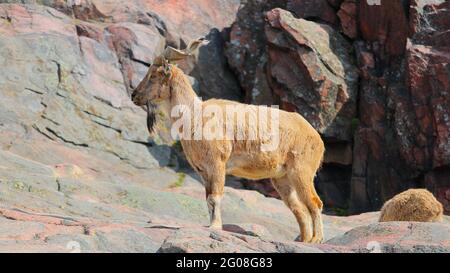 Markhor, Helsinki Stockfoto