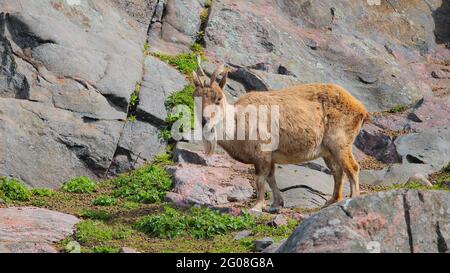 Markhor, Helsinki Stockfoto