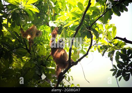 Wilde Orang-Utans forschen auf einem Baum im Kutai-Nationalpark, Ost-Kalimantan, Indonesien. Nordost-Borneo-Orang-Utan-Unterart (Pongo pygmaeus morio). Abgesehen von Entwaldung und Wilderei bringt der Klimawandel für diese endemischen, kritisch gefährdeten Arten ein größeres Aussterberisiko mit sich. Höhere Temperaturen, ungewöhnliche und extreme Klimabedingungen zum Beispiel werden die Verfügbarkeit ihrer Nahrungsmittelversorgung beeinträchtigen. Stockfoto