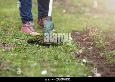 Frau mäht das Gras mit einem Rasentrimmer. Hobby und Gartenarbeit. Stockfoto