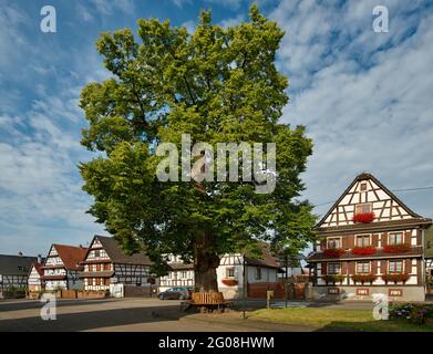 FRANKREICH, BAS-RHIN (67), OUTRE-FORET, HOFFEN, RUE DU TILLEUL, HASENLINDE (BAUM DER FREIHEIT GEPFLANZT IN 1795) Stockfoto