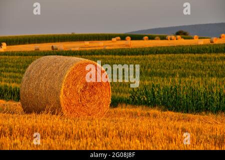 FRANKREICH, BAS-RHIN (67), OUTRE-FOR?T, HOFFEN, ZYLINDRISCHE STROHBALLEN IN EINEM FELD (LANDSCHAFT DES AUSSENWALDES) Stockfoto