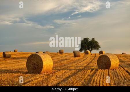 FRANKREICH, BAS-RHIN (67), OUTRE-FOR?T, HOFFEN, ZYLINDRISCHE STROHBALLEN IN EINEM FELD (LANDSCHAFT DES AUSSENWALDES) Stockfoto