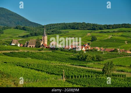 FRANKREICH, BAS-RHIN (67), BLIESCHWILLER, KIRCHE DER HEILIGEN UNSCHULDIGEN UND IM HINTERGRUND DER WEINBERG GRAND CRU WINZENBERG Stockfoto