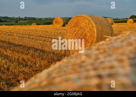 FRANKREICH, BAS-RHIN (67), OUTRE-FOR?T, HOFFEN, ZYLINDRISCHE STROHBALLEN IN EINEM FELD (LANDSCHAFT DES AUSSENWALDES) Stockfoto