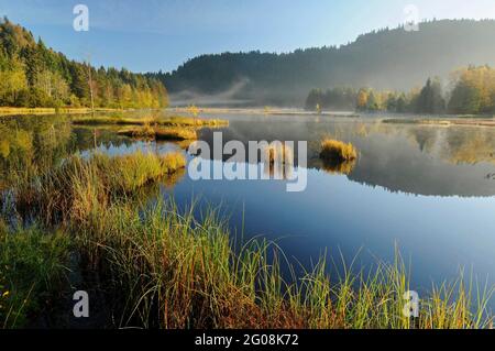 FRANKREICH. VOGESEN (88). REGIONALER NATURPARK BALLONS DES VOSGES. LA BRESSE. LISPACH SEE IM AUTOMN Stockfoto