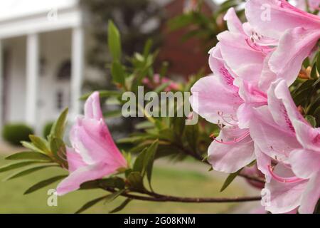 Azalea Blumen mit historischem Herrenhaus im Hintergrund, seichter Freiheitsgrad, Fokus auf Blumen Stockfoto