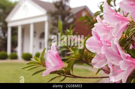 Azalea Blumen mit historischem Herrenhaus im Hintergrund, seichter Freiheitsgrad, Fokus auf Blumen Stockfoto