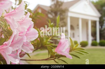 Azalea Blumen mit historischem Herrenhaus im Hintergrund, seichter Freiheitsgrad, Fokus auf Blumen Stockfoto