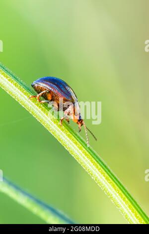 Rosmarinkäfer, Chrysolina americana, Insekt, das auf einem Stiel läuft Stockfoto