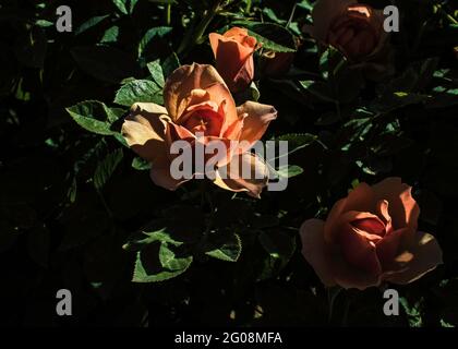 Rosa Rosenbusch blüht im niedrigen Frühlingnachmittagssonne Stockfoto