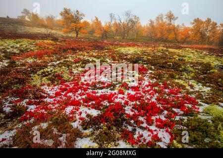 Rote Bergavenen, Dryas octopetala, in nebliger und farbenfroher Herbstlandschaft in Dovre, Norwegen, Skandinavien. Stockfoto