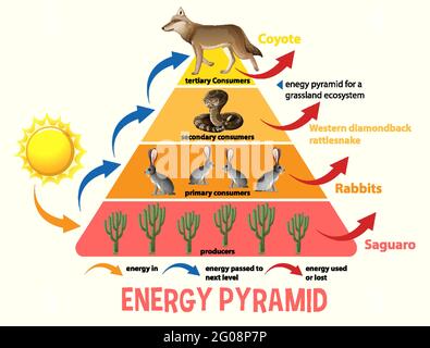 Wissenschaft vereinfacht ökologische Pyramide Illustration Stock Vektor