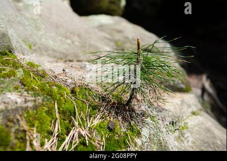 Naturschutzgebiet Skałki Piekło pod Niekłaniem, Woiwodschaft Świętokrzyskie, Polen Stockfoto