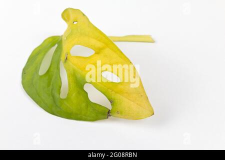 Kranke Monstera Pflanze mit gelben Blättern. Wasser oder falsche Temperatur, Gartenarbeit. Monstera-Blattkrankheiten. Stockfoto