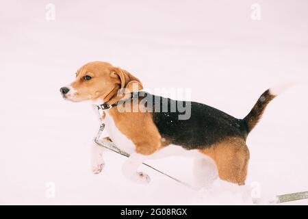 Lustige Dreifarbige Welpen Von Englischen Beagle Spielen Laufen In Schnee Schneeverwehung Am Wintertag Stockfoto