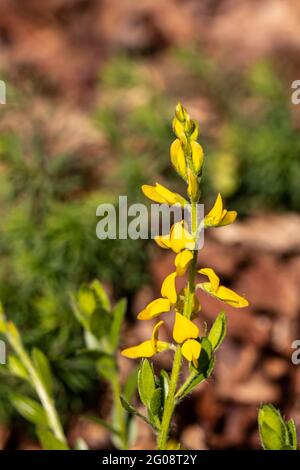 Genista tinctoria wächst im Wald Stockfoto