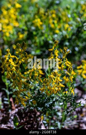 Genista tinctoria Busch wächst im Wald Stockfoto