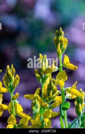 Genista tinctoria wächst im Wald, Makro Stockfoto