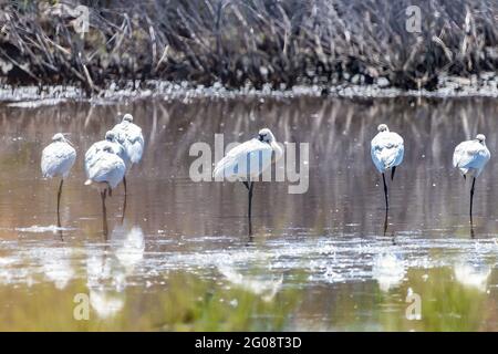 Eurasischer Löffler (Platalea leucorodia), der sich in den Sümpfen Marismas del Odiel, Huelva, Andalusien, Spanien entspannt. Der Fokus liegt im Vogel in der Mitte von t Stockfoto