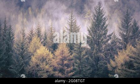 Lady Clough wird nach einer Frühlingsflut in Nebel gehüllt, was für einen sehr unheimlichen Morgen im Wald sorgen wird. Stockfoto