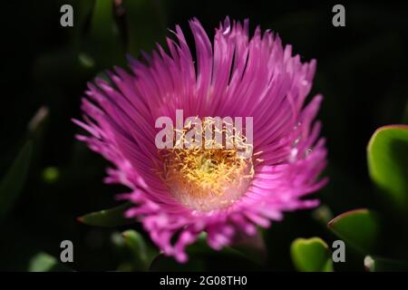 Carpobrotus chilensis oder carpobrotus edulis Blume aus der Nähe Stockfoto