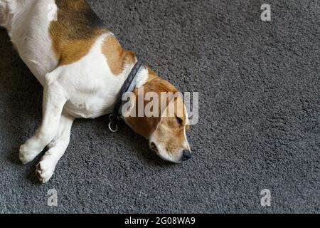 Beagle Hund schläft auf grauem Teppichboden natürliches Licht Stockfoto