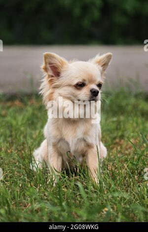 Langhaarige Chihuahua von heller Farbe sitzt im Park auf grünem Gras und Posen. Miniatur flauschige Tasche reinrassigen Hund. Hundeschau für kleine Rassen. Stockfoto