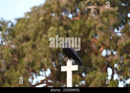 Ein kleiner Rabe, der auf einem weißen christlichen Kreuz thront, mit einem großen Baum im Hintergrund Stockfoto