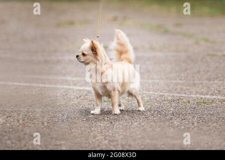 Der langhaarige, flauschige weiße Chihuahua-Hund steht auf der Hundeausstellung im Stehen und posiert wunderschön. Charmanter Spielzeughund, der in die Tasche oder Tasche passt. Stockfoto