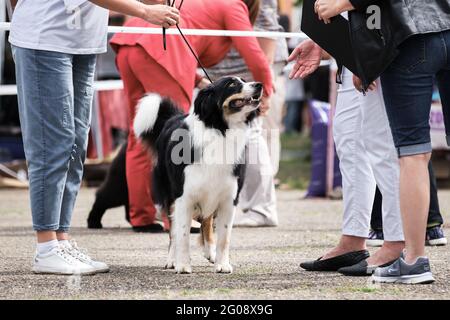 Russia Krasnodar 30.05.2021 Hundeausstellung aller Rassen. Collie steht neben dem Besitzer und hört sich die Meinung von Experten an. Border Collie flauschig schwarz tricolor col Stockfoto