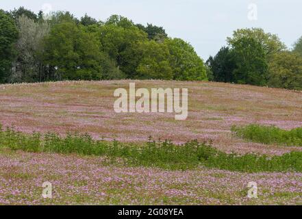 Bunte Wildblumenwiese mit dem Teppich der rosa Wildblumen gemeiner Storchschnabel (gemeiner Storchschnabel, Erodium cicutarium) im Mai, Großbritannien Stockfoto