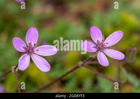 Gemeiner Storchschnabel (gemeiner Storchschnabel, Erodium cicutarium), Nahaufnahme der rosa Wildblumen im Mai, Großbritannien Stockfoto