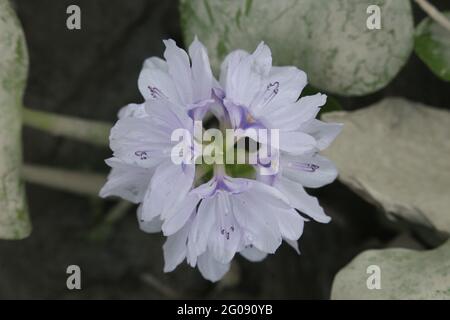 Schöne violette Blume von Pontederia Eichhornia crassipes, auch bekannt als Wasserhyazinthe, Fechten Gondok ist im Amazonas beheimatet und ist oft ein hoch Stockfoto