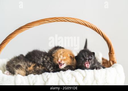 Fünf zwei Wochen alte Kreuzungskätzchen mit kaum geöffneten Augen sitzen im rosa Korbkorb auf weißem Wollpullover. Adoption von Haustieren, Tierpflege Stockfoto
