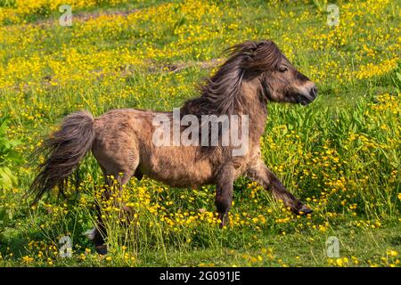 Burscough, Lancashire, Großbritannien. Wetter in Großbritannien, 02. Juni 2021. Sonniger Start in den Tag für kleine Shetland-Ponys auf der Sommerwiese. Sonnige Bedingungen und klarer Himmel mit viel warmer Sonne werden später erwartet. Stockfoto