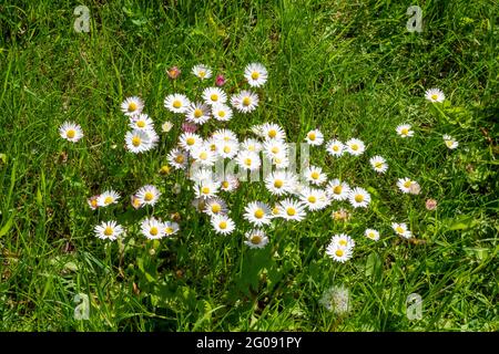 Eine kleine Gruppe von gewöhnlichen Gänseblümchen in rauem Feldgras Stockfoto