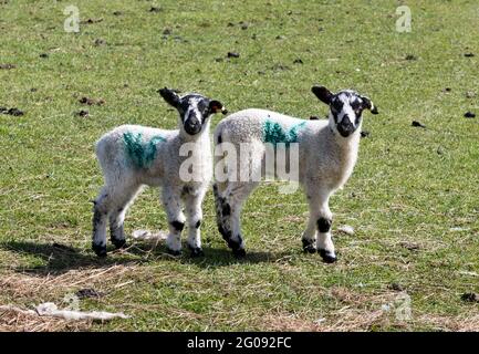 Zwei junge Lämmer in Muker, Swaledale, North Yorkshire, Großbritannien. Die Lämmer sind North Country Mules, eine bekannte Yorkshire Dales Cross-Breed. Stockfoto