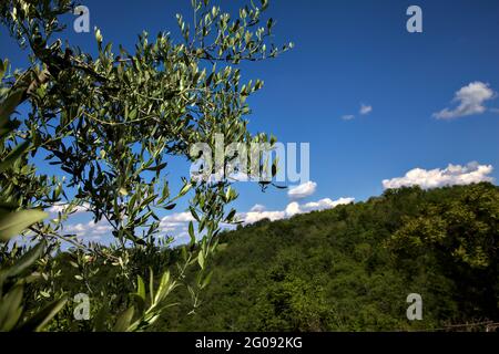 Olivenbaum mit einem Hügel im Hintergrund an einem klaren Tag Stockfoto