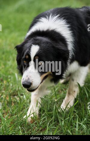 Charmante schwarz-weiß rote tricolor Grenze Collie nahm Hirten Pose. Der britische Schäferhund schleicht sich ein und beginnt zu hüten. Intelligenteste Hunderasse in der Stockfoto