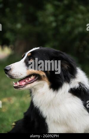 Porträt von dreifarbigen schwarzen Rand Collie auf dem Hintergrund von grünem Gras. Intelligenteste britische Schäferhund Rasse in der Welt. Schwarz und rot und weiß Collie po Stockfoto