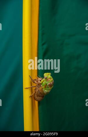 Cicada-Metamorphose. Die letzte Mauser verwandelt sich in ein ausgewachsenes Insekt. Stockfoto