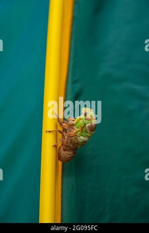 Cicada-Metamorphose. Die letzte Mauser verwandelt sich in ein ausgewachsenes Insekt. Stockfoto