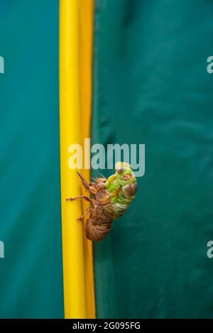 Cicada-Metamorphose. Die letzte Mauser verwandelt sich in ein ausgewachsenes Insekt. Stockfoto